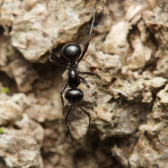 Polyrhachis mackayi
