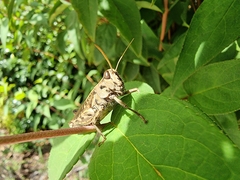 Calliptamus madeirae