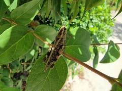 Calliptamus madeirae