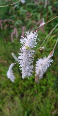 Sanguisorba parviflora