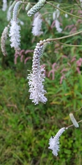 Sanguisorba parviflora