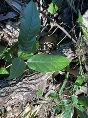 Astrotricha latifolia