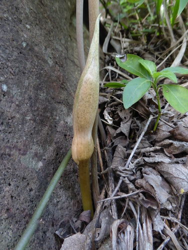 Gonatopus angustus, photograph 5
