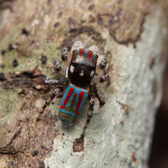 Maratus volans