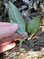 Astrotricha latifolia