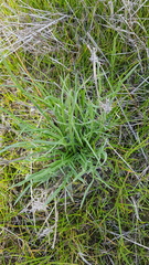 Eryngium paludosum