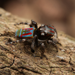 Maratus volans