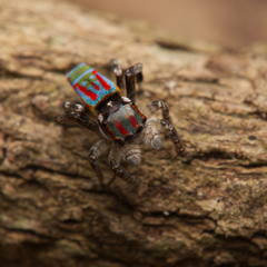 Maratus volans