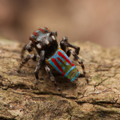 Maratus volans