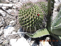 Mammillaria carnea