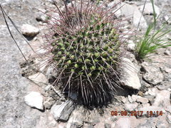 Mammillaria carnea