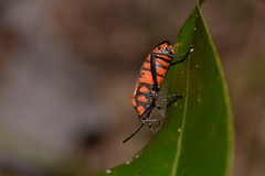 Spilostethus decoratus