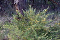 Pultenaea mollis