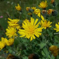 Hieracium villosum
