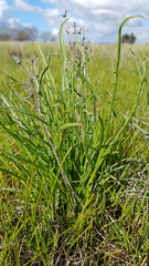 Eryngium paludosum