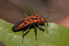 Spilostethus decoratus
