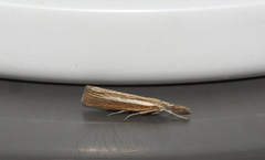 Agriphila selasella