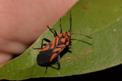 Spilostethus decoratus