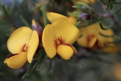 Pultenaea mollis