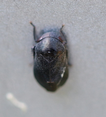 Penthimia nigra
