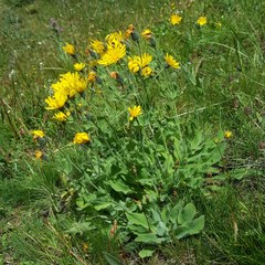 Hieracium villosum