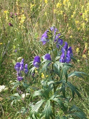 Aconitum maximum