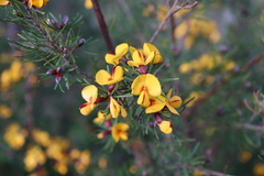 Pultenaea mollis