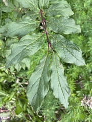 Syringa josikaea
