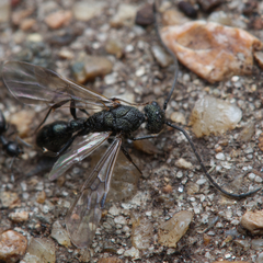 Rhytidoponera metallica