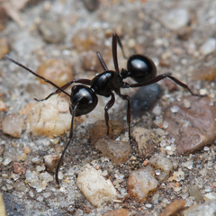 Polyrhachis mackayi
