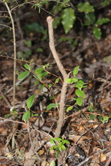 Metrosideros robusta