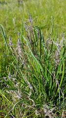 Eryngium paludosum