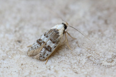 Scatochresis innumera