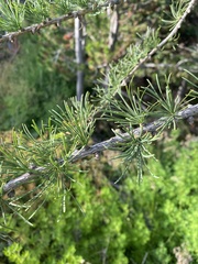 Larix sibirica