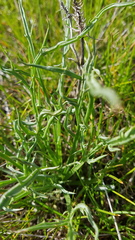 Eryngium paludosum