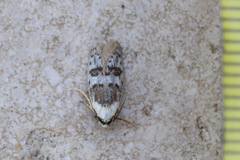 Scatochresis innumera