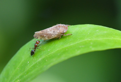 Selenocephalus obsoletus