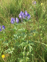 Aconitum maximum