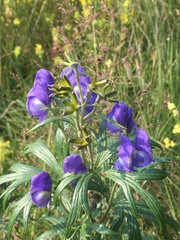 Aconitum maximum