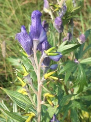 Aconitum maximum