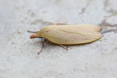 Wingia rectiorella