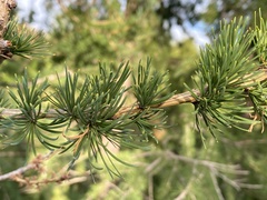 Larix sibirica