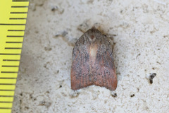 Tortricopsis pyroptis