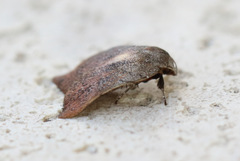 Tortricopsis pyroptis