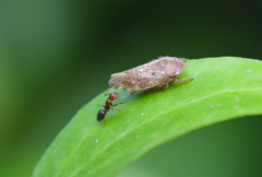 Selenocephalus obsoletus