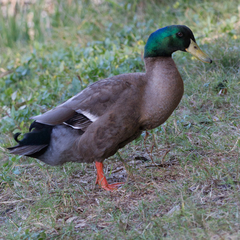 Anas platyrhynchos domesticus