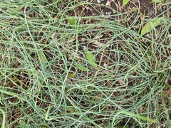 Ephedra distachya