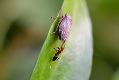 Selenocephalus obsoletus