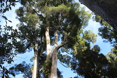 Metrosideros robusta