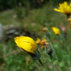 Hieracium villosum